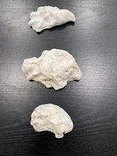 oyster craft shells for sale oyster craft shells for sale Portland