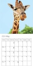 Animal selfies calendar for sale  BASINGSTOKE