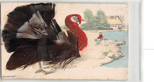 Postcard bird turkey for sale  BRISTOL