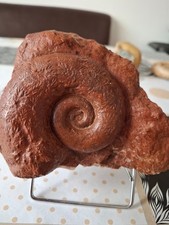 Seltener ammonit lytoceras gebraucht kaufen  Xanten