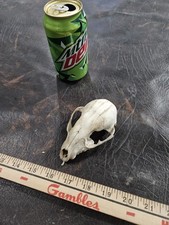 North american racoon for sale  Knoxville