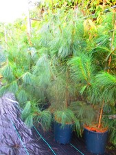 Large 4.5ft 5ft for sale  OXFORD
