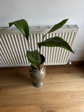 Aspidistra cast iron for sale  WADHURST