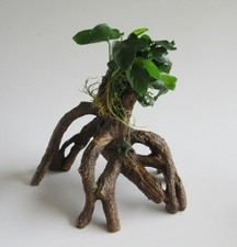 Florari mangrovenwurzel anubia gebraucht kaufen  Stolberg (Rhld.)