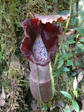 Nepenthes naga pianta usato  Italia