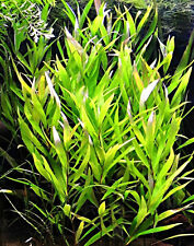 Hygrophila nomaphila stricta d'occasion  Krautergersheim