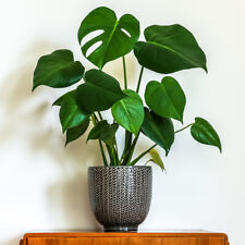 Monstera deliciosa houseplant for sale Monstera deliciosa houseplant for sale  PETERBOROUGH