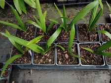 Phoenix reclinata pot for sale  HOLT