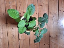 Plectranthus zuluensis essbar gebraucht kaufen  Kiedrich