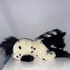 appaloosa filly for sale  Fredericksburg