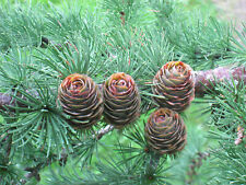 Japanische lärche larix gebraucht kaufen  Tauberbischofsheim