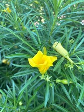 Semi oleandro giallo usato  Italia