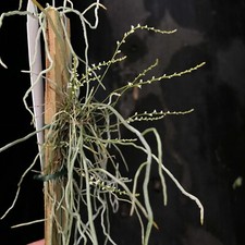 Leafless madagascar orchid for sale  Melbourne