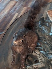 Vintage taxidermy black for sale  Wellsville