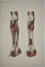 Anatomie myologie région d'occasion  Limoges-