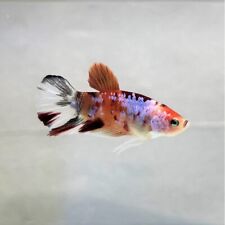 Combattant plakat koi d'occasion  Truchtersheim