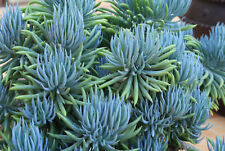 Senecio vitalis blue for sale  Highland