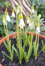 galanthus for sale  STOCKPORT