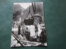 Pferd beim verladen gebraucht kaufen  Deutschland