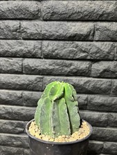 Echinopsis subdenudata inermis for sale  Lancaster
