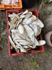 Seiche carton 2kg d'occasion  Boulogne-sur-Mer