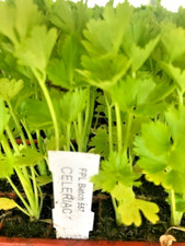 Celeric plug plants for sale  CAMBORNE