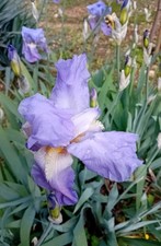 Lot rhizomes iris d'occasion  Lyon III