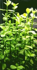 Bacopa monnieri steli usato  Lecco