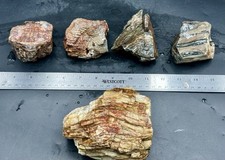 Miscellaneous petrified wood for sale  Roseburg