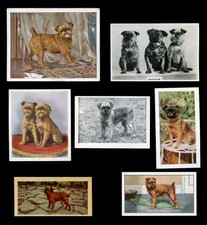 Griffon bruxellois brussels for sale  UK