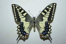 Papilio machaon sphyrus usato  Catania