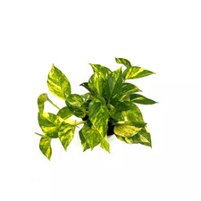 Pothos hawaiian plant for sale  Miami