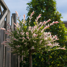 Flamingo dwarf willow for sale  OLDHAM