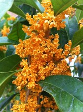 Osmanthus fragrans cv. usato  Napoli