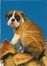 547) AK - Englische Bulldogge, English Bulldog, Dog, Tier Hunde Postkarte comprar usado  Enviando para Brazil