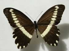 Papilio gallienus butterfly for sale  LIVERPOOL