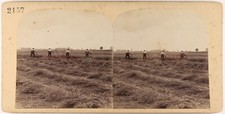 Fauchers travaux agricoles d'occasion  Paris V