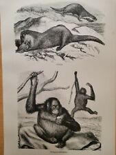 1860 rangutan riginal gebraucht kaufen  Bad Nauheim