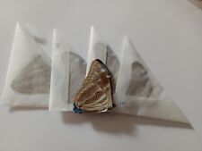 5 MORPHO ADONIS ssp A1 dados masculinos Peru. EXCELENTE PREÇO!!  ESTOQUE LIMITADO!, usado comprar usado  Enviando para Brazil