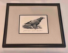 Golden eagle bird for sale  Anaheim