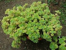 Origano cubano pianta usato  Massafra