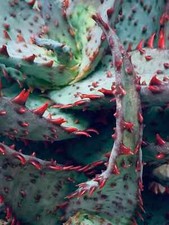 Rare aloe castilloniae for sale  Saratoga