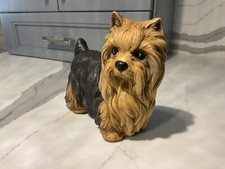 Large yorkie yorkshire for sale  Saint Clair Shores