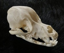 Hundeschädel eines zwergpudel gebraucht kaufen  Belzig