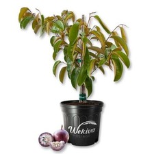Star apple tree for sale  USA