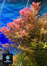 Rotala rotundifolia indica for sale  BELVEDERE