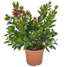 Pianta callistemon red usato  Piazza Armerina