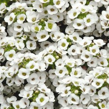 Alyssum clear crystal for sale  UK
