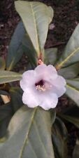 Rhododendron alpenrose rhodode gebraucht kaufen  Zetel