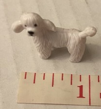 White poodle miniature for sale  Toms River